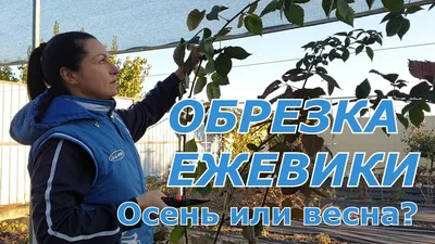 Обрезка ежевики. Осенью или весной? - YouTube