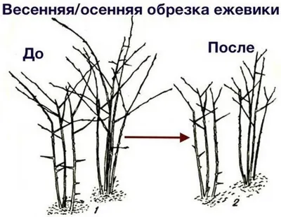 Обрезка ежевики осенью. Простыми словами о важной процедуре | Любимая Дача.  Сад и Огород | Дзен