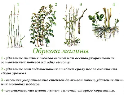 Уход за ежевикой в Подмосковье: правила выращивания и популярные сорта