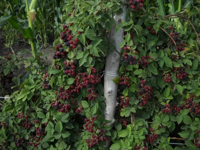 Осенняя обрезка плодовых деревьев и кустов - какие растения в саду в ней  нуждаются