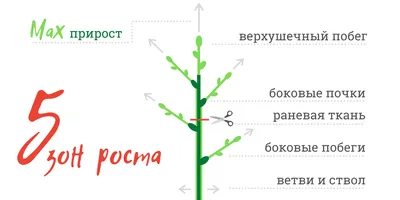 Фикус Бенджамина: уход в домашних условиях, выращивание, пересадка, фото