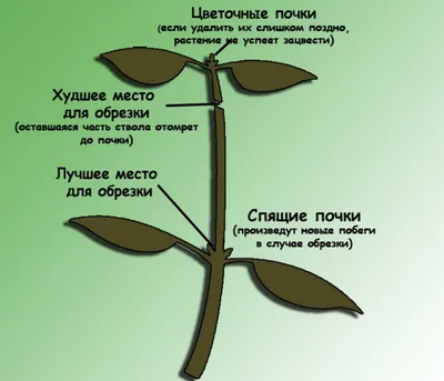 Фикус бенджамина Кинки h25\" купить по низкой цене | Комнатный \"Фикус  бенджамина Кинки h25\" в интернет-магазине kashpo.store