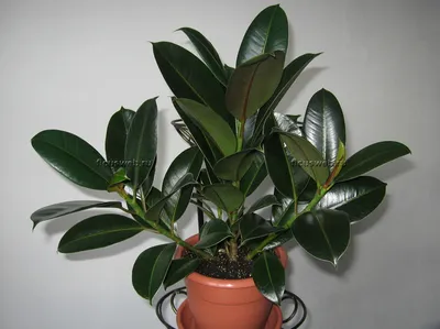 Фикус Мелани уход фото / Ficus Melany