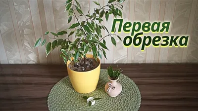 Фикус. Начало сезона обрезки. Конец февраля. - YouTube