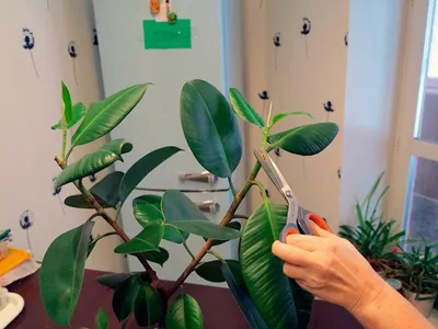 Фикус каучуконосный Мелани (Ficus elastica Melany) | Страница 12