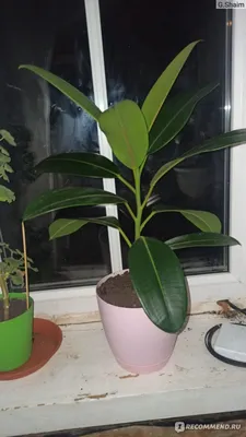 Фикус эластика — классика среди крупных комнатных растений. Уход в домашних  условиях. Фото — Ботаничка