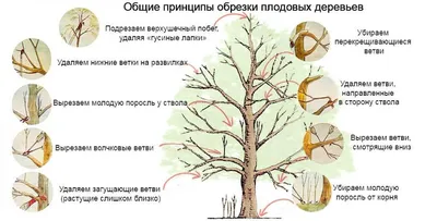 Как правильно обрезать деревья? Обрезка плодовых деревьев