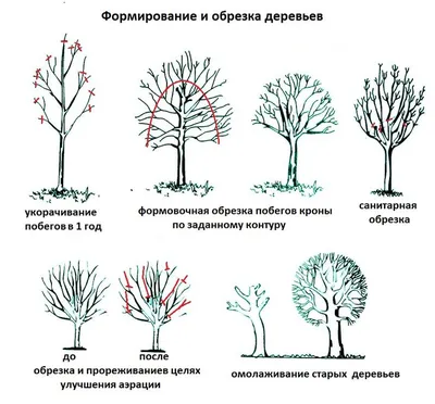 Обрезка розы схемы | Пионовый сад, Фруктовые деревья, Сад