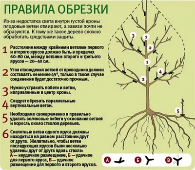 Обрезка деревьев весной для начинающих в картинках пошагово (схема) | Фруктовые  деревья, Балконные растения, Садовый контейнер