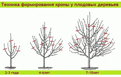 когда обрезать деревья весной или осенью: 17 тыс изображений найдено в… | Фруктовые  деревья, Цветы во дворе, Дерево