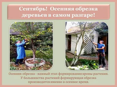 Обрезка плодовых деревьев в период плодоношения