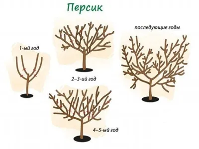 Обрезка фруктовых деревьев весной