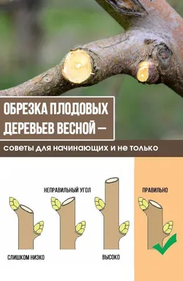 Обрезка плодовых деревьев весной – советы для начинающих и не только |  Тепличное садоводство, Садовые деревья, Садоводство