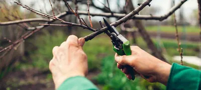 Как обрезать плодовые деревья. 🌳 Советы профессионального садовника. ✓  Блог СпилКурск.ПРО