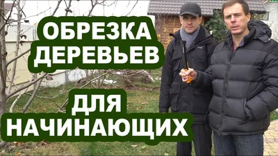Обрезка деревьев | Pruning trees - Sacramento Tree Foundation