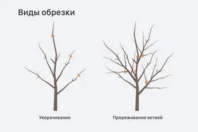 Плодовые деревья надо обрезать минимум четыре раза в год