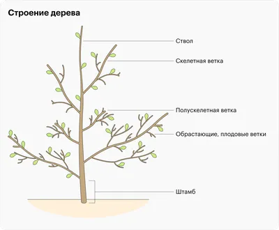 Обрезка плодовых фруктовых деревьев | Садовые деревья, Фруктовые деревья,  Огород