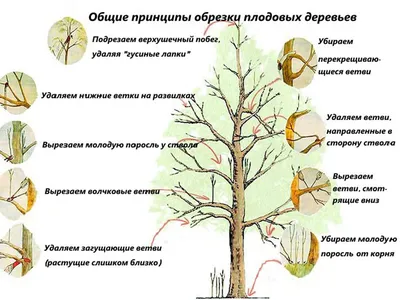 Обрезка сада Иванковичи, Рославичи, Мархалевка. Обрезка фруктовых деревьев  Киевская обл (ID#1580543634), цена: 150 ₴, купить на Prom.ua