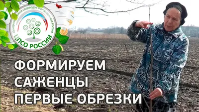 Обрезка плодовых деревьев цена заказать в Киеве (яблоня, груша), сад обрезка  стоимость весной (летом), услуги по обрезке деревьев Киевская область  (Белая Церковь) фирма :: Healthy Plants