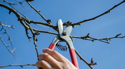 Обрезка сада, обрезка плодовых деревьев в Киеве І Обрізка саду, обрізка  плодових дерев в Києві (ID#70544916), цена: 250 ₴, купить на Prom.ua