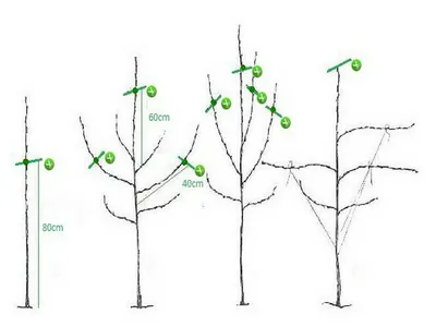 Обрезка яблони: как правильно сделать обрезку яблони, схемы и фото