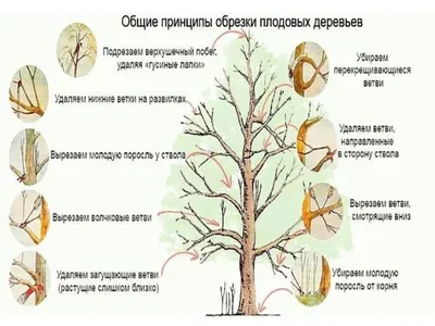 Обрезка плодовых деревьев: Когда и как правильно обрезать деревья весной  своими руками на даче и в саду | Houzz Россия