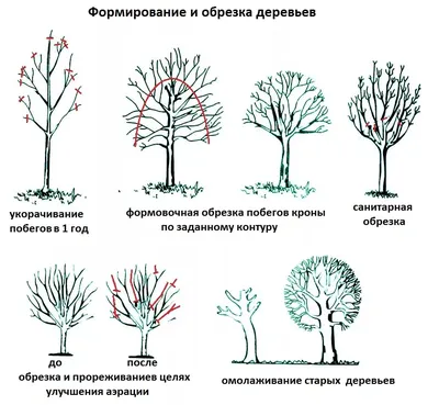 Обрезка яблони - GreenYard