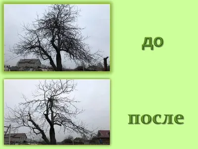 Обрезка колоновидных яблонь - Питомник саженцев плодовых деревьев \"Садгард\"