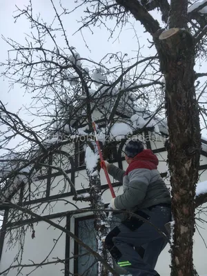 Обрезка старых яблонь. Услуги агрономов