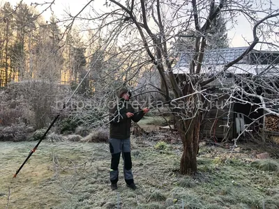 Обрезка деревьев плодовых. Услуги агрономов