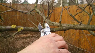 Сезонные работы в ноябре. 5 важных дел, которые нужно сделать в саду |  Актуально | Заря над Неманом