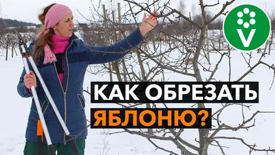 ЗОЛОТЫЕ ПРАВИЛА ОБРЕЗКИ ЯБЛОНИ. Теперь все понятно! - YouTube