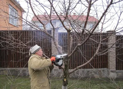 Обрезка плодовых деревьев осенью: когда и как производить
