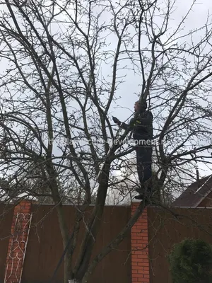 Кронировать деревья во Владимире решили и зимой - новости Владимирской  области