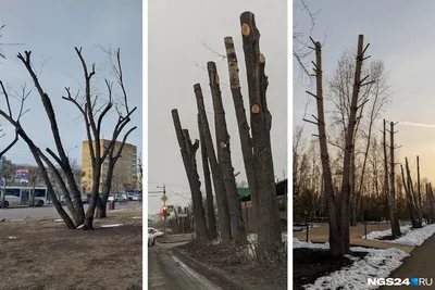 Обрезка деревьев зимой | Фотогалерея ландшафтного дизайна