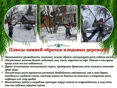 Обрезка яблонь Обрезка деревьев весной Обрезать деревья зимой Киев —  Agro-Ukraine