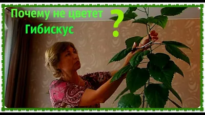 Гибискус (Китайская роза). Как размножить гибискус. Обрезка гибискуса. -  YouTube