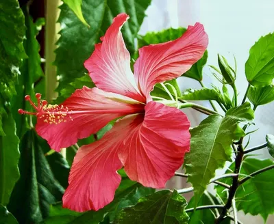 Китайская роза, Гибискус - Hibiscus rosa-sinensis. Уход, выращивание  гибискуса