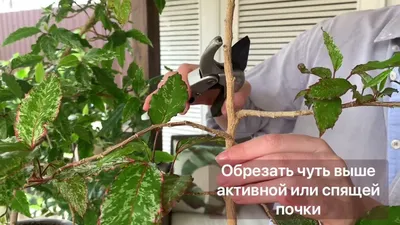 Гибискус не цветет. Обрезка. Формирование кроны Китайской розы. - YouTube