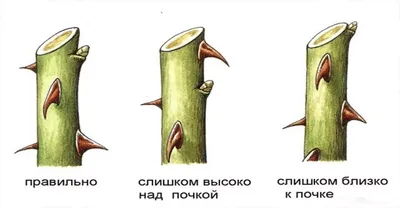 Обрезка роз