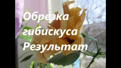 Какая шикарная китайская роза у нашей подписчицы. | Дачный участок |  ВКонтакте