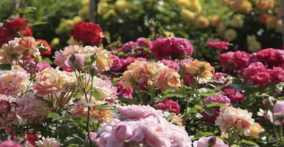 Гибискус - купить. Китайская роза (Hibiscus). Купить в Киеве китайскую роз
