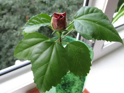 Китайская роза, Гибискус - Hibiscus rosa-sinensis. Уход, выращивание  гибискуса