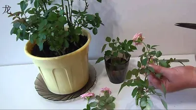 Обрезка комнатной розы и размножение розы черенками. Цветоводство с Оксаной  Валерьевной. - YouTube