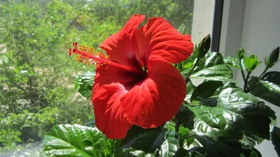 Китайская роза, Гибискус - Hibiscus rosa-sinensis. Уход, выращивание  гибискуса