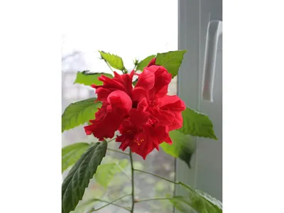 https://ngs.ru/text/spring/2023/04/29/72259025/