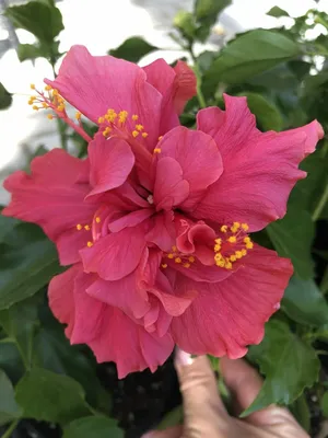 Китайская роза, Гибискус - Hibiscus rosa-sinensis. Уход, выращивание  гибискуса