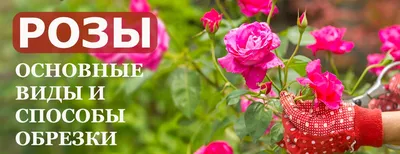 Гибискус китайский или китайская роза – Zeebee Market