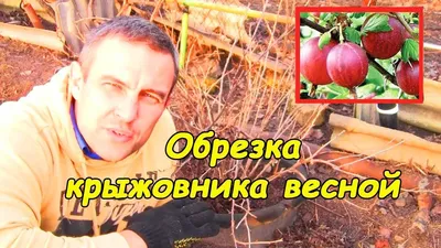 Крыжовник осенью . Обрезкой крыжовника занимаются после того,как урожай  собран ,листопад пройдёт и на улице.. | ВКонтакте