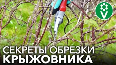 Правильная ОБРЕЗКА КРЫЖОВНИКА для крупных и здоровых ягод! - YouTube